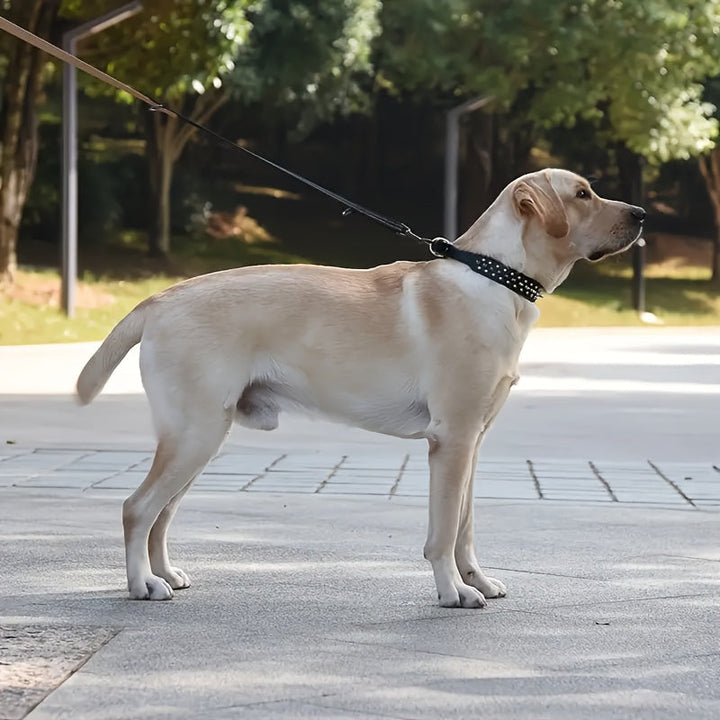 Verstellbares Hundehalsband mit Spikes - Robust und Sicher für Große Hunde