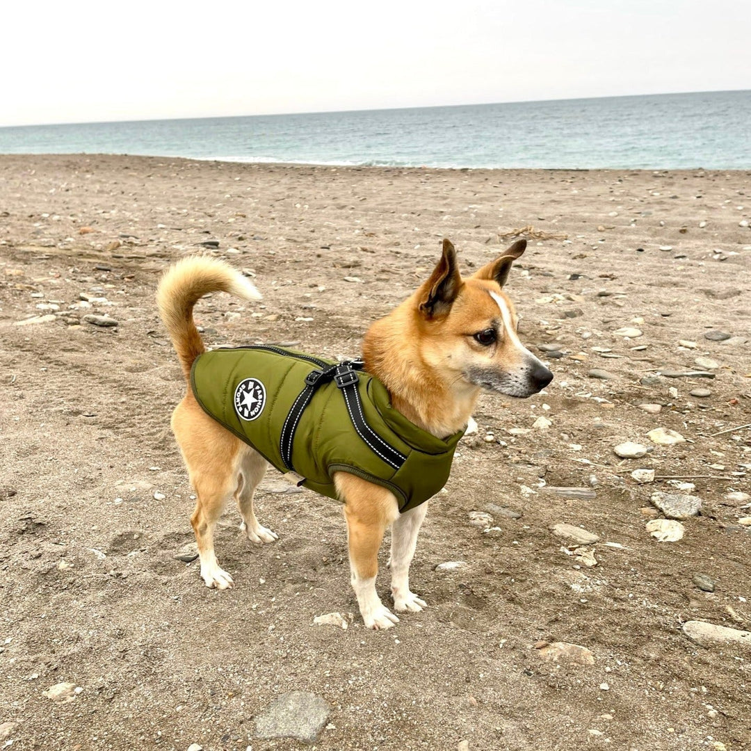 Hundejacke mit integriertem Geschirr, winddicht und wasserabweisend, reflektierend