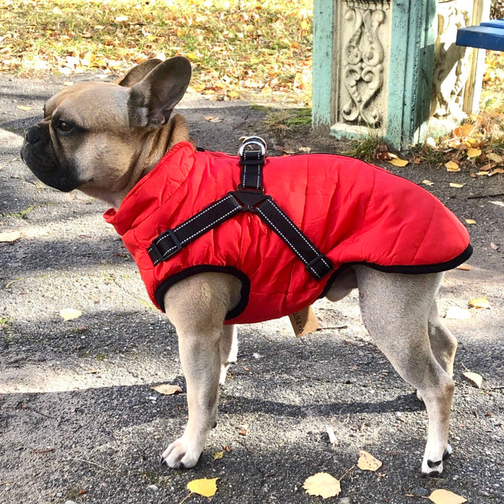 Hundejacke mit integriertem Geschirr, winddicht und wasserabweisend, reflektierend