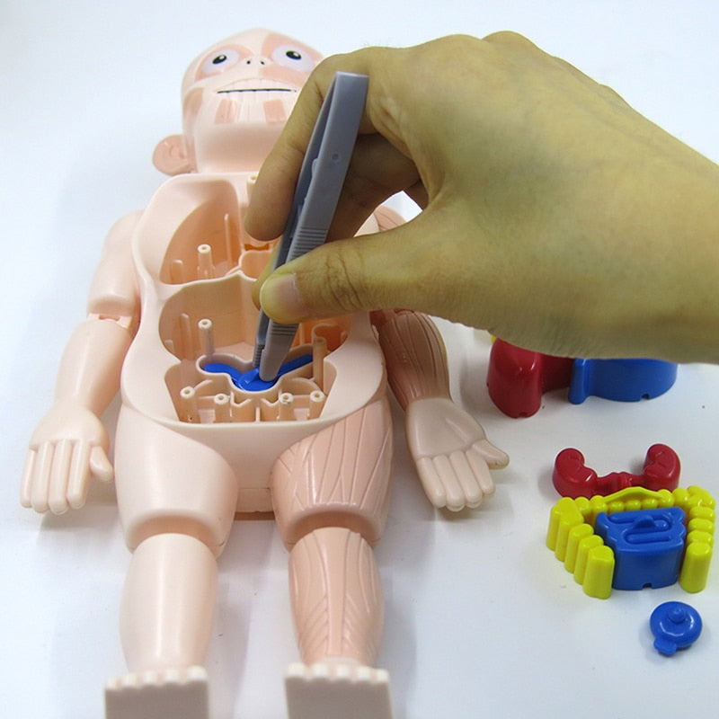 Lehrreiches Anatomie-Set für Kinder – Dr. Bones