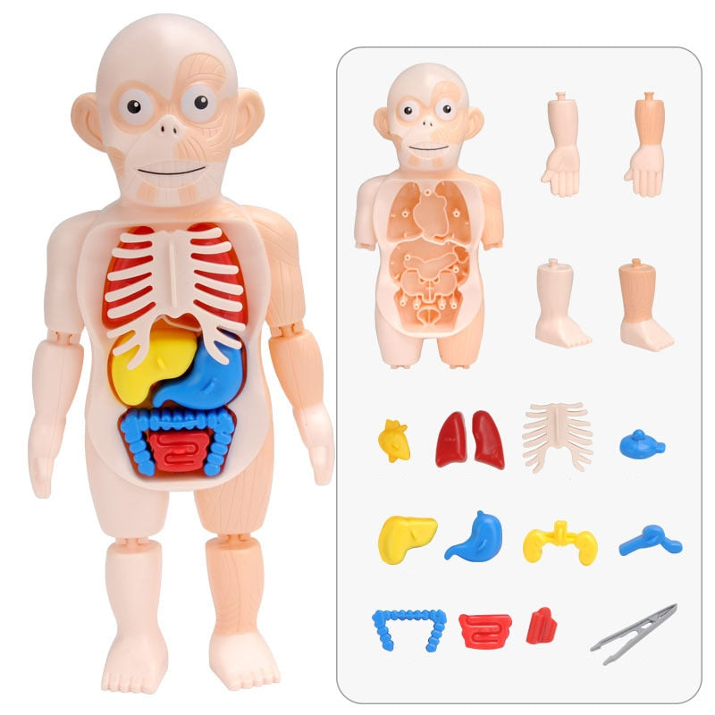 Lehrreiches Anatomie-Set für Kinder – Dr. Bones