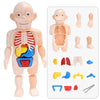 Lehrreiches Anatomie-Set für Kinder – Dr. Bones