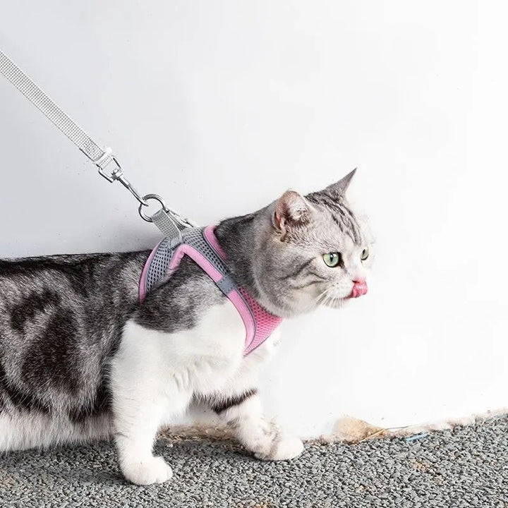 Verstellbares Katzengeschirr mit Leine – WhiskerWander