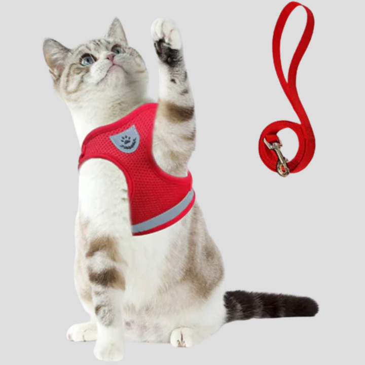 Katzenharness mit Leine