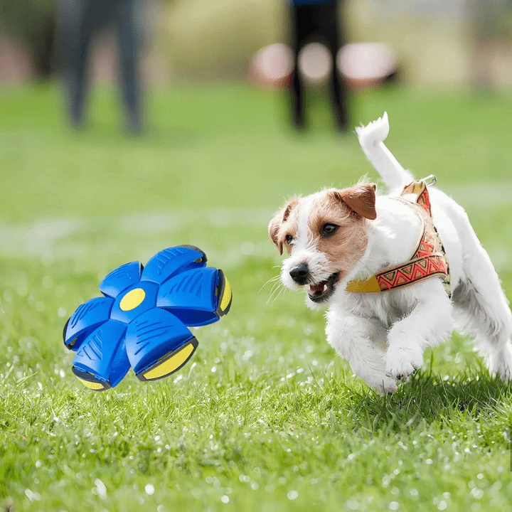 Hundespielzeug | Unzerstörbares 2-in-1-Hundespielzeug | FlitzDisc