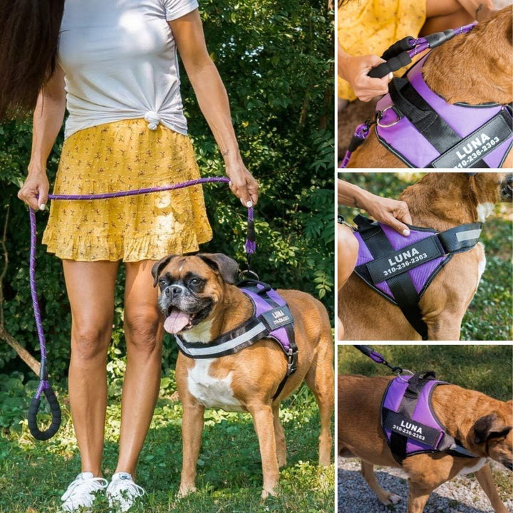 Personalisierbares Hundegeschirr – reflektierendes und stützendes Design