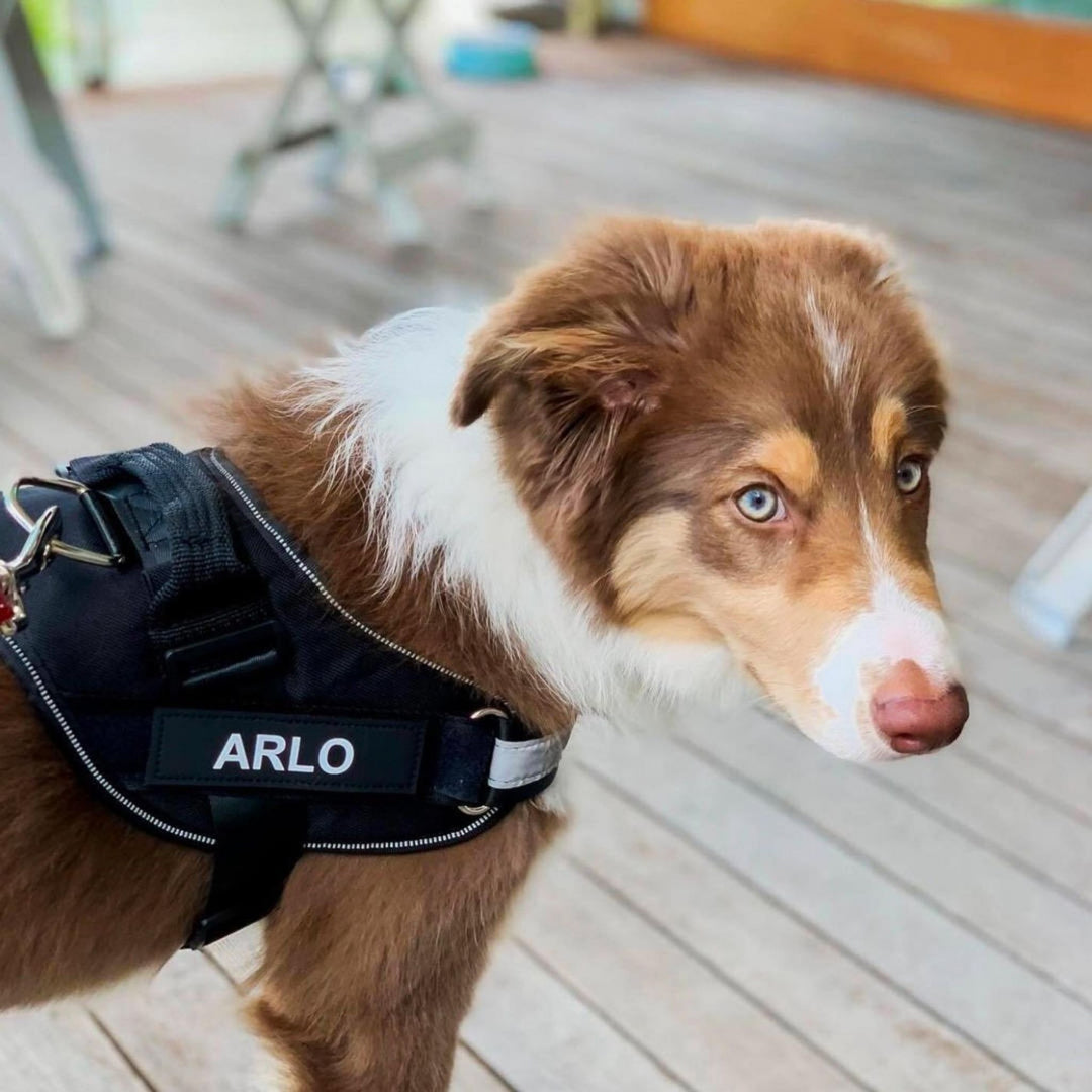 Personalisierbares Hundegeschirr – reflektierendes und stützendes Design
