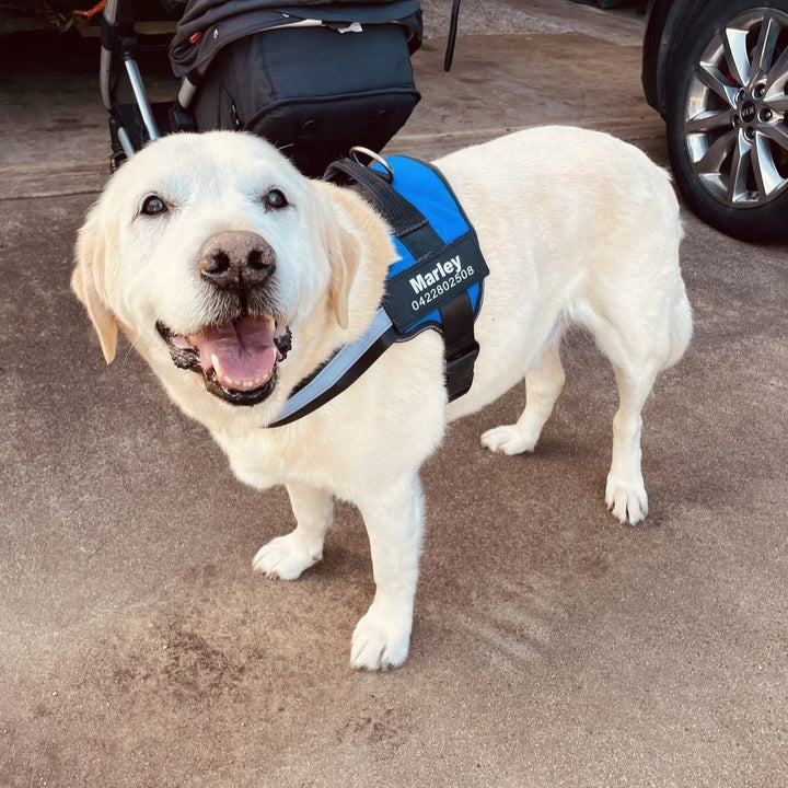 Personalisierbares Hundegeschirr – reflektierendes und stützendes Design