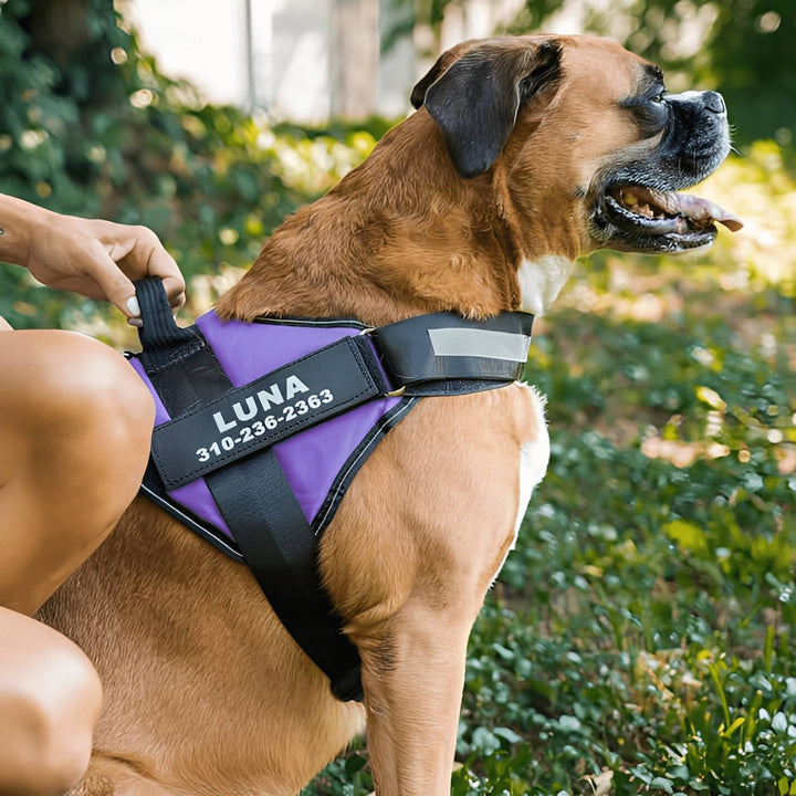 Personalisierbares Hundegeschirr – reflektierendes und stützendes Design