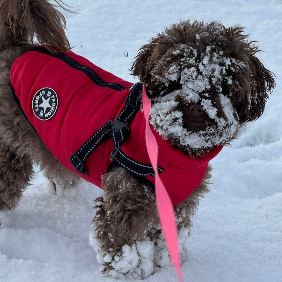 Winter Hundemantel mit integriertem Geschirr, gepolstert und gefüttert